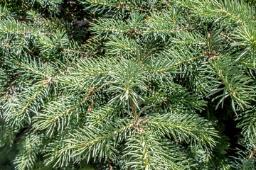 Branches of a coniferous tree as a background