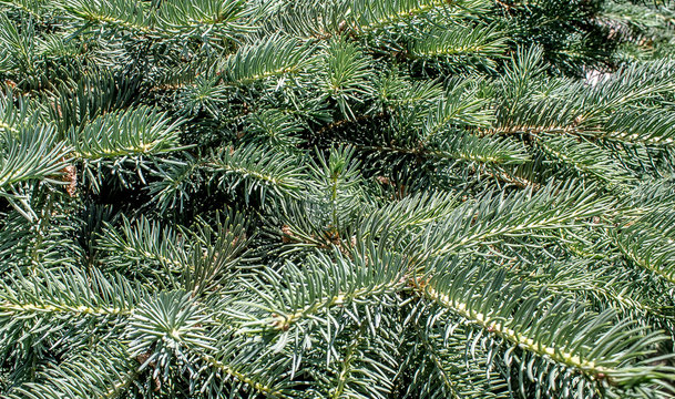 Branches of a coniferous tree as a background