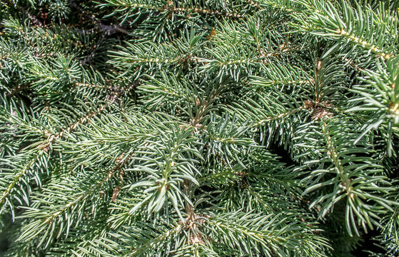Branches of a coniferous tree as a background