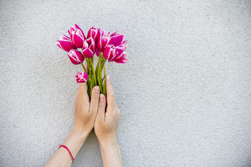 Red tulips in female hand on white background. Girl giving bunch of tender flowers, copy space. Mothers Day, Women Day, floral and greeting card desing, spring concept