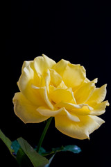黒背景の黄色いバラ