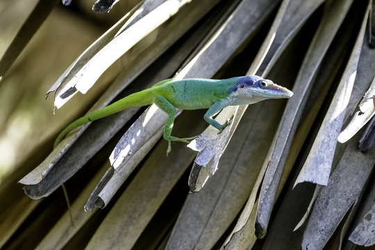 Cuban male lizard Allison's Anole (Anolis allisoni), also known as the blue-headed anole - Varadero, Cuba