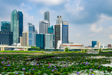 Lotus flowers pond in Marina bay, Singapore
