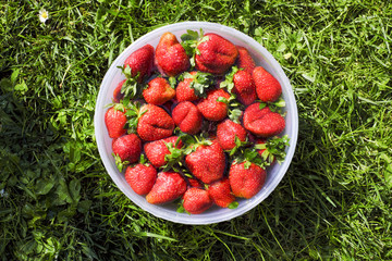 Natural organic strawberry from an own garden in plastic bowl. Summer day at rural farm. Agriculture concept