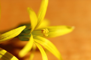Beautiful yellow flower close-up. Macro photography. Background.