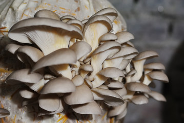 Bunch of fresh oyster mushrooms