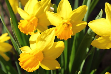 Narcissus growing on the ground in the garden. Close-up. Background. Spring, 2018.