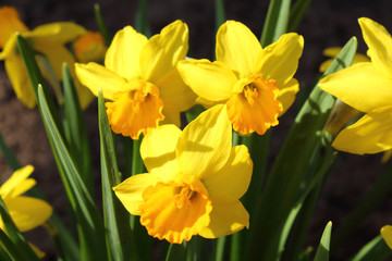 Narcissus growing on the ground in the garden. Close-up. Background. Spring, 2018.