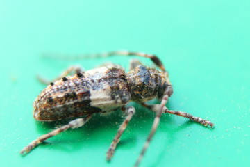 Beetle barbel. Macro photography.