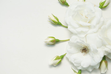 Fototapeta premium White Rose