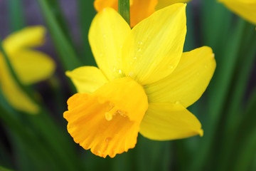 Flowers of daffodils. Close-up. Background.