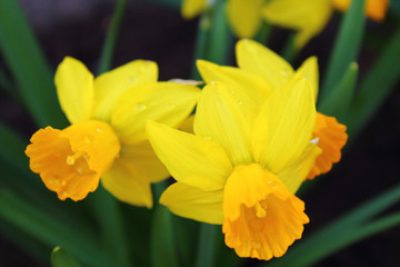 Flowers of daffodils. Close-up. Background.