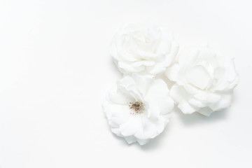 Obraz na płótnie Canvas White Rose