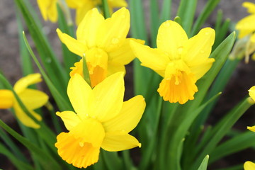 Flowers of daffodils. Close-up. Background.