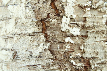 Cherry tree. The bark is close-up. Texture. Background.