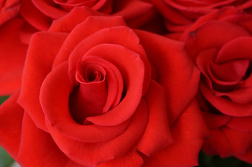 Red rose flower petals close up
