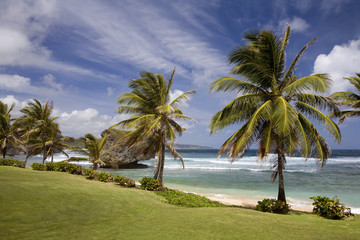 Palms Along the Beach