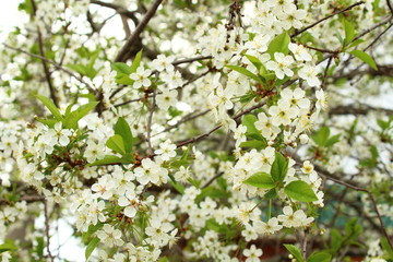 Flowers on the branches of a cherry tree. Cherry blossoms. Close-up.