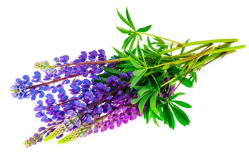 Purple flowers and green lupine leaves