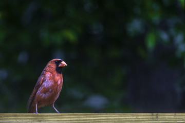 the northern cardinal (male)sits on a fence of wood on a background of green foliage