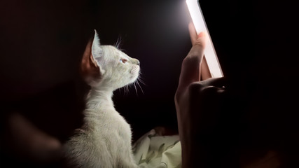 Curious kitten looking in the tablet and following the finger movements. Little cute kitty with...