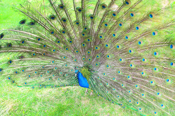 Obraz premium A beautiful peacock with an opening tail. Close-up. Background.