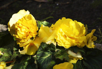 Flowers in Jurata. Poland