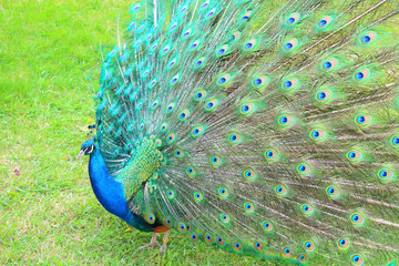 A beautiful peacock with an opening tail. Close-up. Background.