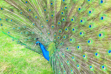 Obraz premium A beautiful peacock with an opening tail. Close-up. Background.