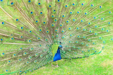Obraz premium A beautiful peacock with an opening tail. Close-up. Background.
