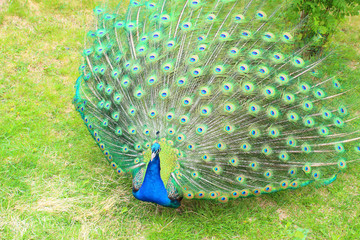 Obraz premium A beautiful peacock with an opening tail. Close-up. Background.