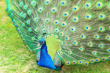 Obraz premium A beautiful peacock with an opening tail. Close-up. Background.