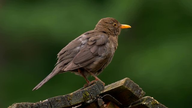 Common blackbird preening