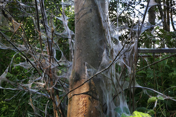 Web on tree in Tikhvin. Leningrad oblast. Russia