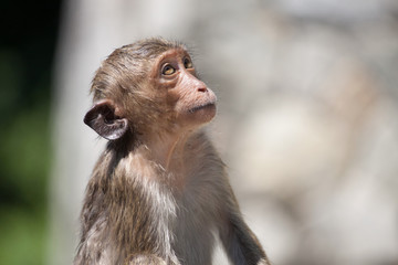 可愛いサル