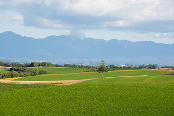 緑の畑の中に立つ松の木　美瑛町