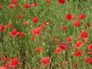 Fototapeta na wymiar Wild poppies in a field