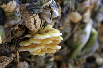 Growing mushrooms in a greenhouse
