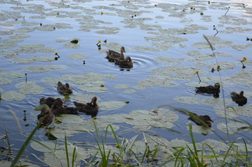 pond duck lake