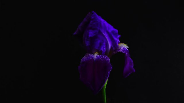 Time lapse of the gladiolus flower