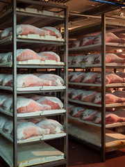 Raw ham during the salting process inside a refrigeration cell.