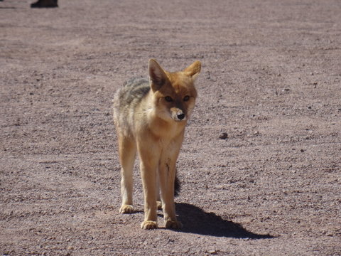 Zorro del desierto (Atacama en Chile)