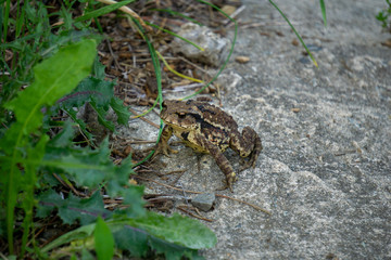 Greyish-brown skin covered with wart-like lumps toad move from the lair and walk on the concrete ground cover by small leaves,grass and scraps of wood.