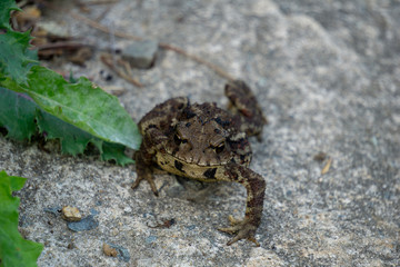Greyish-brown skin covered with wart-like lumps toad move from the lair and walk on the concrete ground cover by small leaves,grass and scraps of wood.