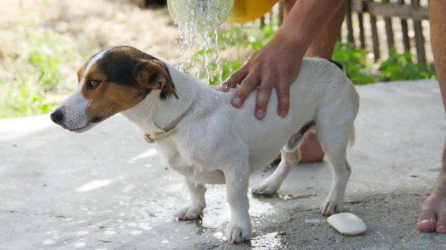 Slow motion shot of man washing his dog breed Jack Russell Terrier outdoors