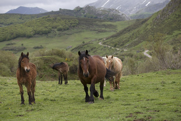 Group of wild horses