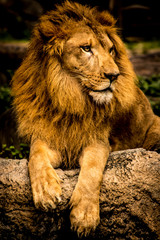 ライオン