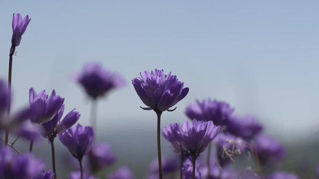 Blue Dick Wildflowers
