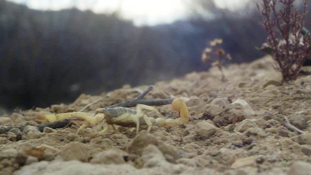 Yellow scorpion crawling on sand with twigs and pebbles around it