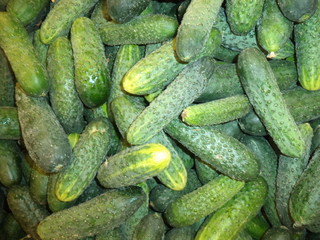 harvest of early cucumbers